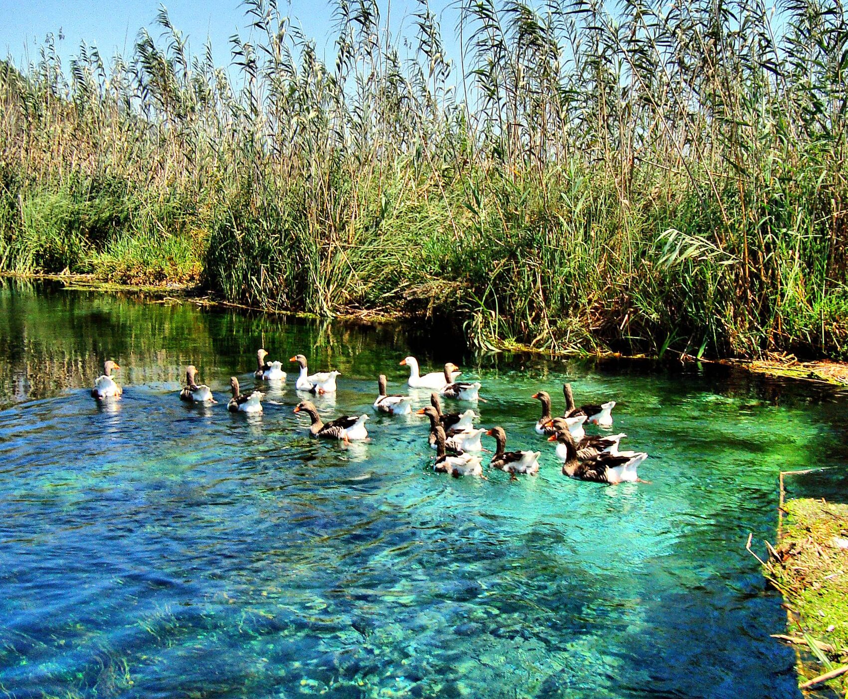 DATÇA BADEM ÇİÇEĞİ FESTİVALİ