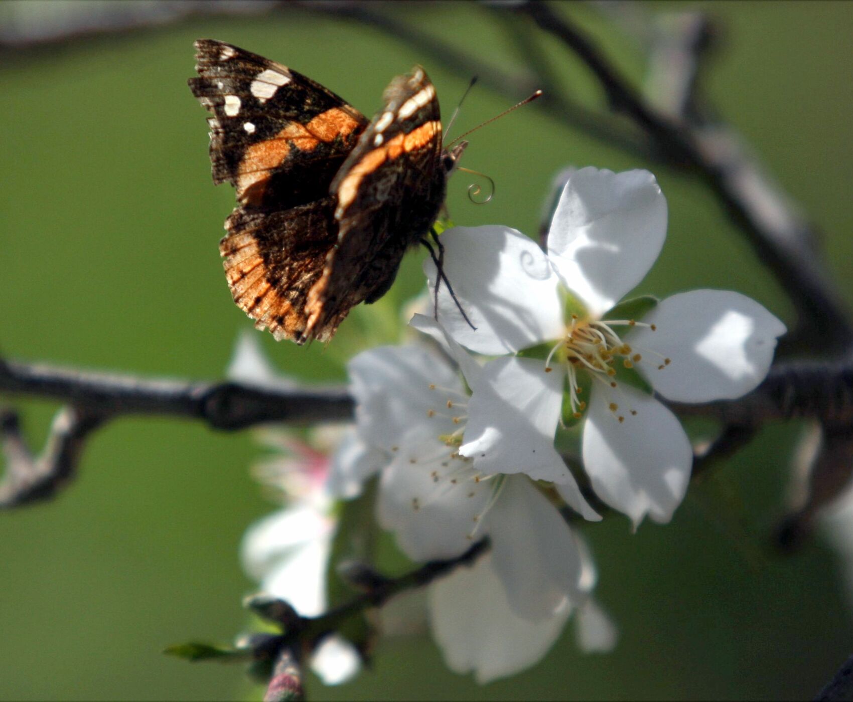DATÇA BADEM ÇİÇEĞİ FESTİVALİ