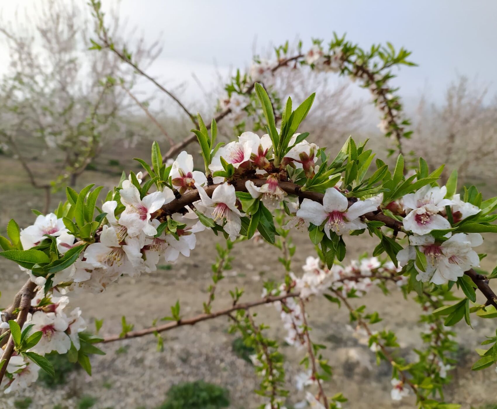 DATÇA BADEM ÇİÇEĞİ FESTİVALİ
