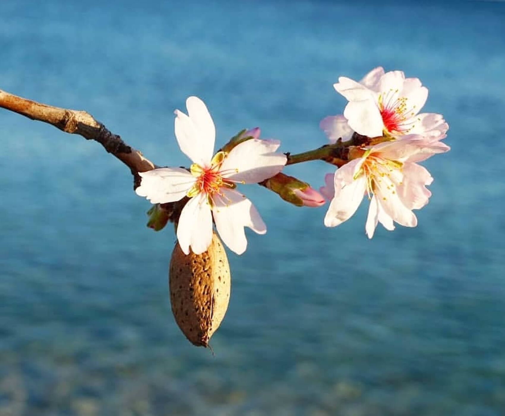 DATÇA BADEM ÇİÇEĞİ FESTİVALİ