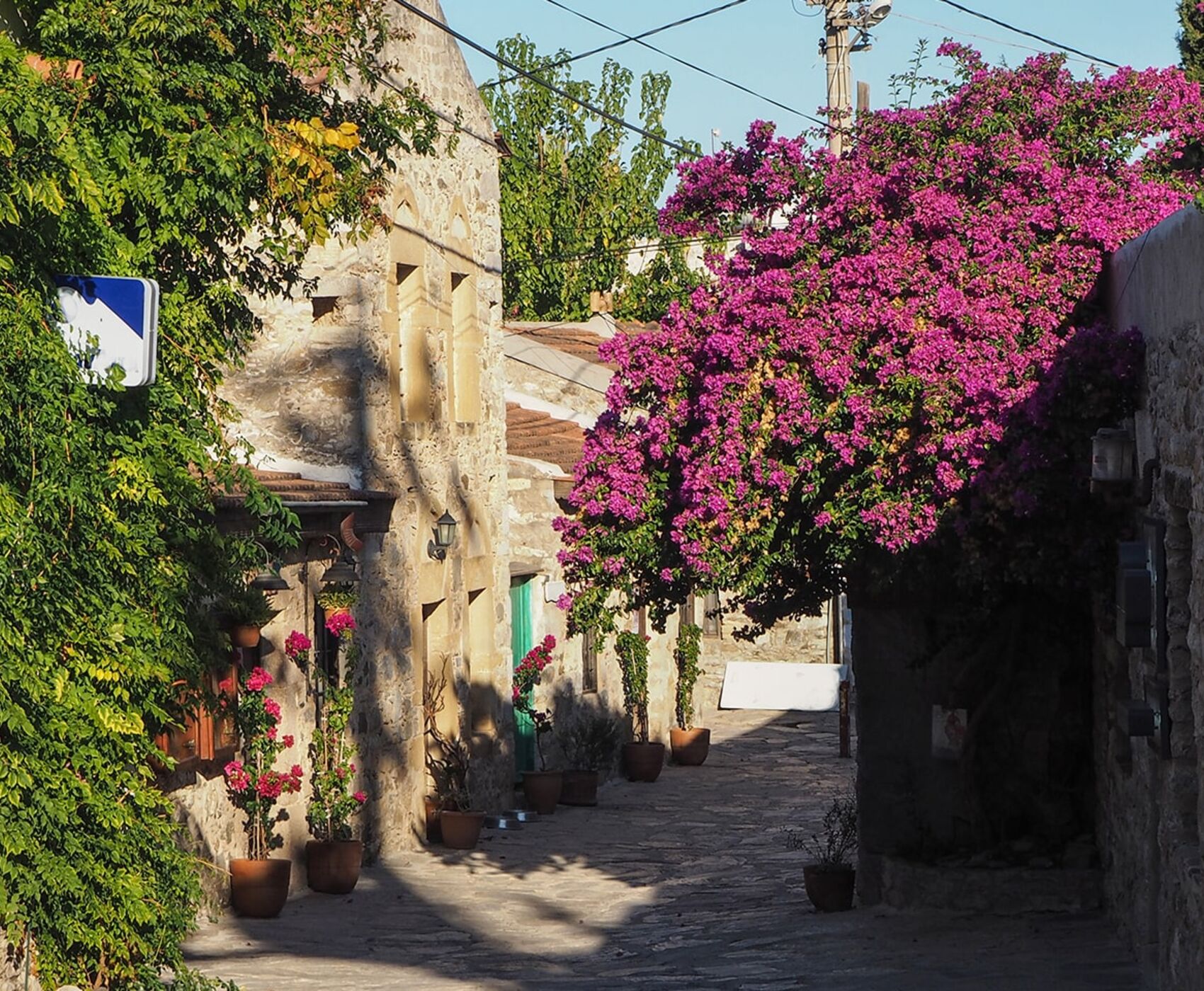 DATÇA BADEM ÇİÇEĞİ FESTİVALİ