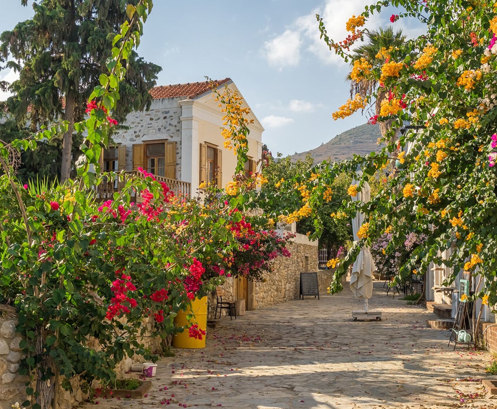 DATÇA BADEM ÇİÇEĞİ FESTİVALİ