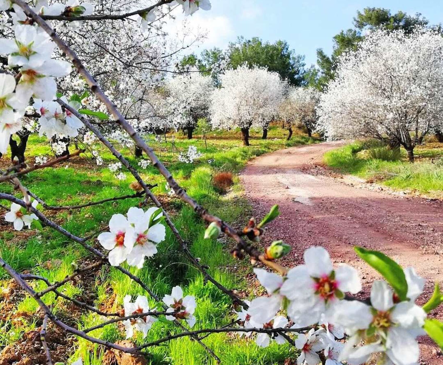 DATÇA BADEM ÇİÇEĞİ FESTİVALİ