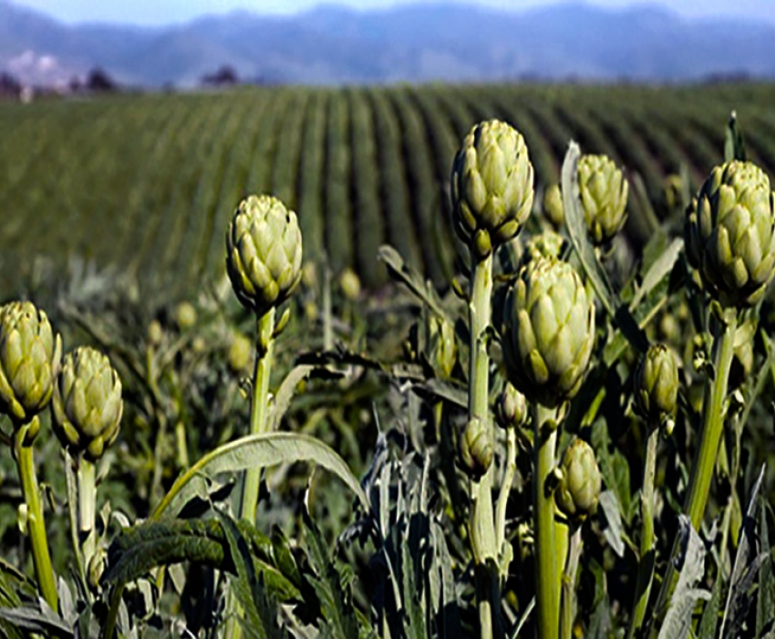 URLA ENGİNAR FESTİVALİ