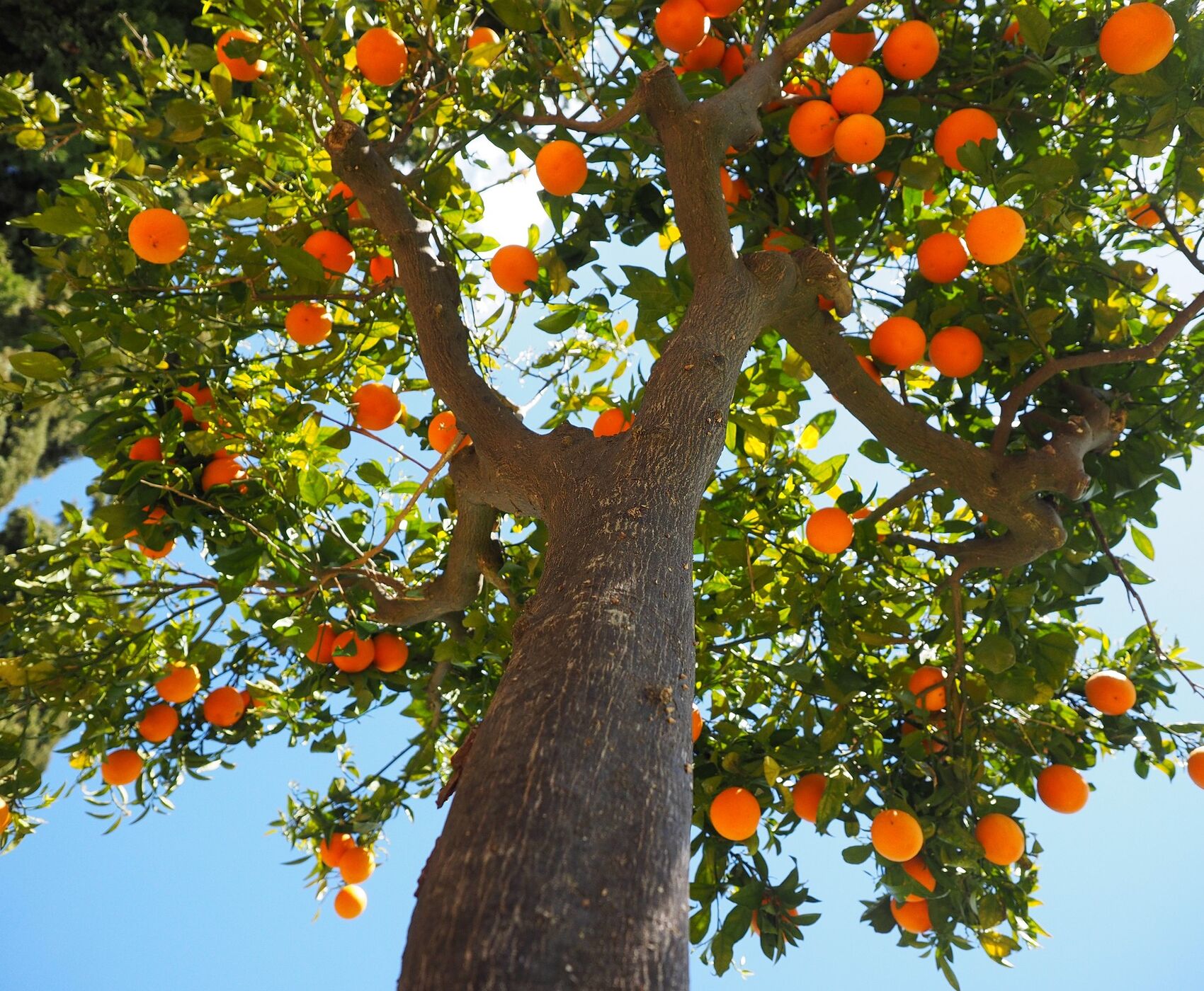 ADANA PORTAKAL ÇİÇEĞİ KARNAVALI