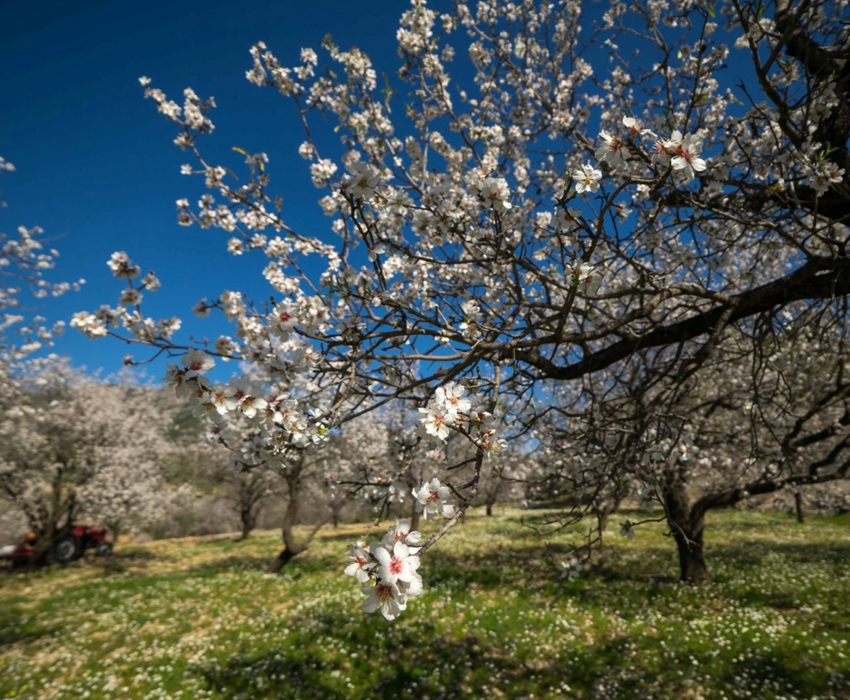 DATÇA BADEM ÇİÇEĞİ FESTİVALİ