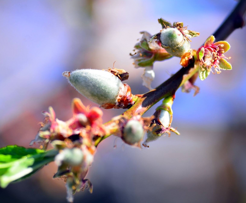 DATÇA BADEM ÇİÇEĞİ FESTİVALİ