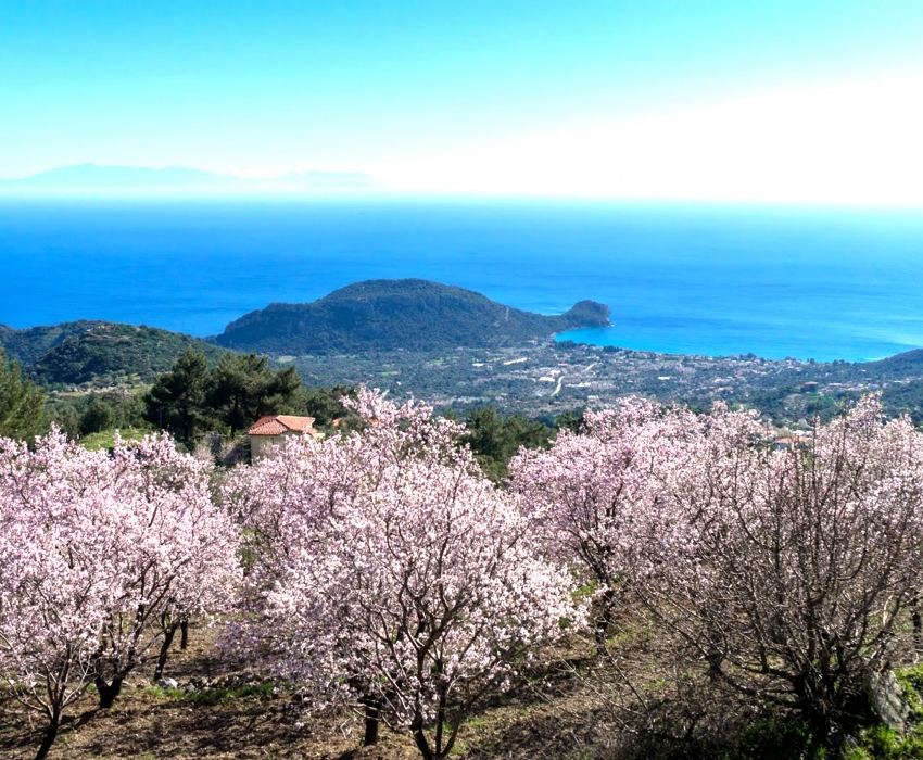 DATÇA BADEM ÇİÇEĞİ FESTİVALİ