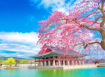 Comfort Japonya & Kore Turu Türk Hava Yolları ile 7 Gece Ekstra Turlar ve Çay Seremonisi Dahil Sakura Dönemi