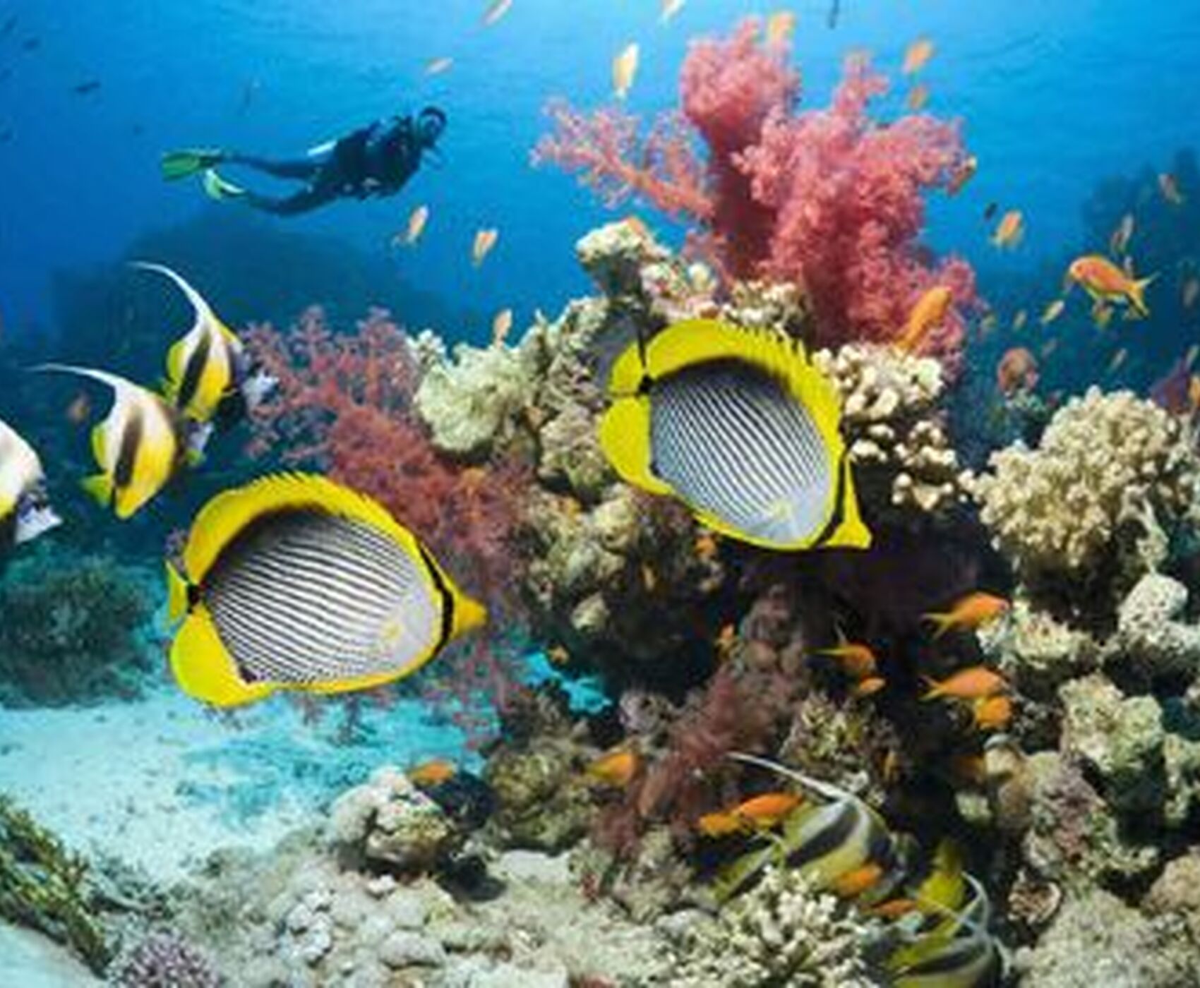 SHARM EL SHEIKH KAHİRE ( MISIR TURU ) 3 GECE