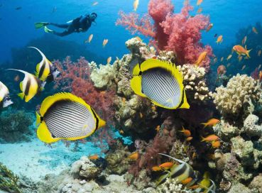 Sharm el Sheikh – Gündüz Uçakları – Her Şey Dahil Konaklama – 5 Gece / 6 Gün- Şehir Turu ve 130 USD’lik Ekstra Turlar Dahil –